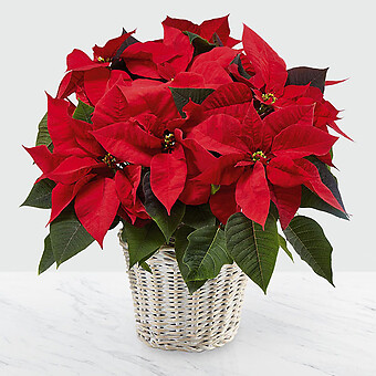 Red Poinsettia Basket (Large)